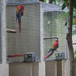Breeding-aviaries Scarlet macaws