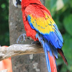 Scarlet macaw