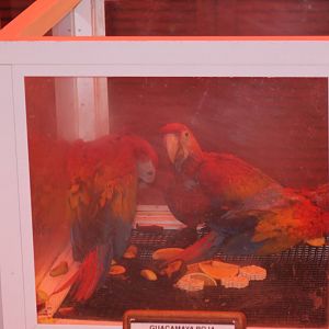 Scarlet macaws in the hand-raising station