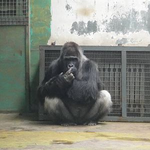 Western lowland gorilla (Gorilla gorilla gorilla)