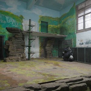 Gorilla enclosure