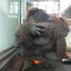 Bornean orangutan/Pongo pygmaeus (male)