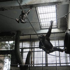 Chimpanzees (Pan troglodytes)