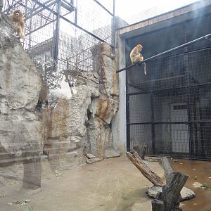 Golden snub-nosed monkey enclosure