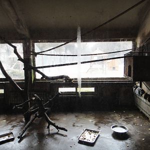 Ring-tailed lemur and squirrel monkey enclosure