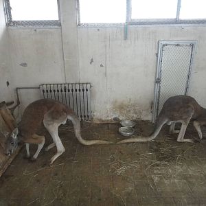 Two male red kangaroos (Macropus rufus)