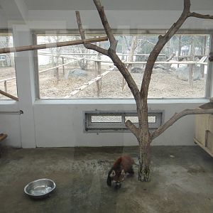 Red panda enclosure