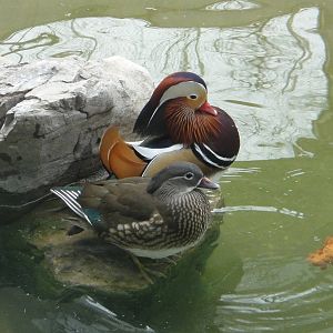 Mandarin Duck (Aix galericulata)