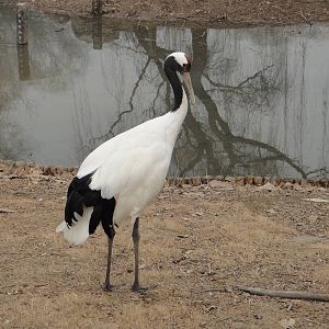 Red-crowned Crane (Grus japonensis)