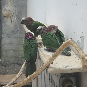 Red-fan Parrot (Deroptyus accipitrinus)