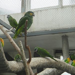 Parrots