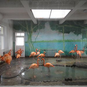 American Flamingo (Phoenicopterus ruber)