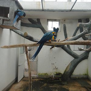 Parrot enclosure