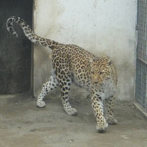 Leopard (Panthera pardus)