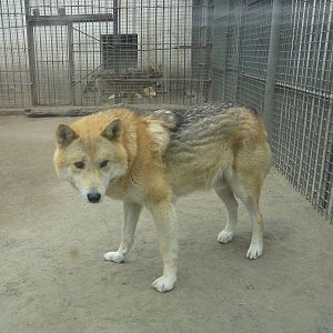 Doglike Tibetan wolf (Canis lupus chanco)