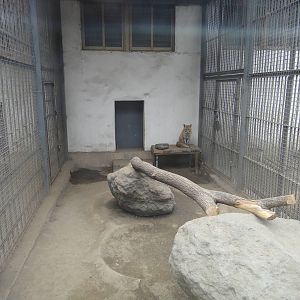 Fox enclosure
