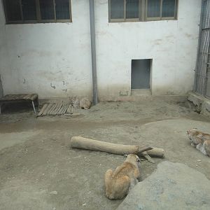 Eurasian lynx (Lynx lynx)