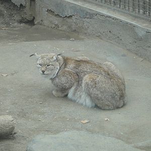 Eurasian lynx (Lynx lynx)