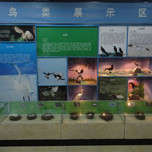 Bird exhibition