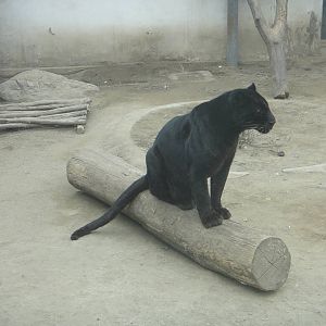 Black leopard