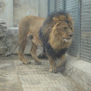 Lion (Panthera leo)
