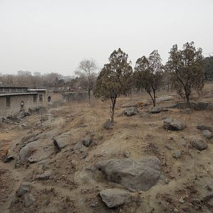 Bengal tiger exhibit
