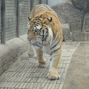 Bengal tiger (Panthera tigris tigris) male