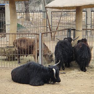 Yak (Bos grunniens) and Sichuan Takin (Budorcas taxicolor tibetana)