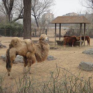 Bactrian camel (Camelus bactrianus) and Chinese ponies