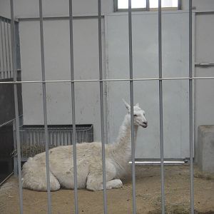 Llama (Lama glama)