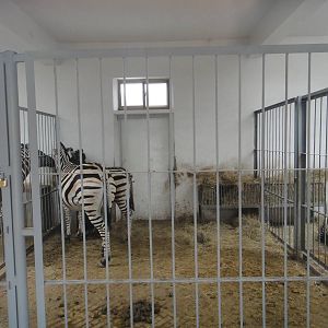 Zebras (Equus quagga)