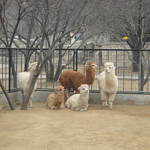 Alpacas (Vicugna pacos)