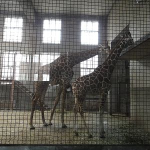 Reticulated giraffe(Giraffa camelopardalis reticulata) and South African gi