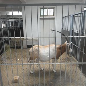 Scimitar-horned oryx (Oryx dammah)