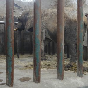 African elephant (Loxodonta africana) female Maoao