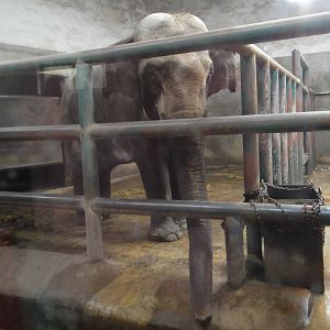 Asian elephant (Elephas maximus) male Ya Kun