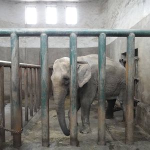 Asian elephant (Elephas maximus) female Sa Kuan