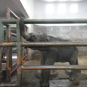 Asian elephant (Elephas maximus) male calf Ya Lu