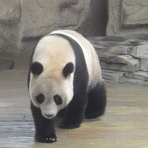 Giant panda (Ailuropoda melanoleuca) female Chuan Yun