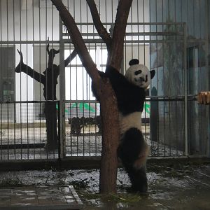 Giant panda (Ailuropoda melanoleuca) male Fu Hu (born in Austria)