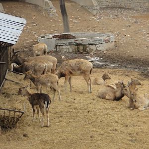 Fallow deer (Dama dama) and P?re David's deer (Elaphurus davidianus)