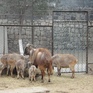 Himalayan tahr (Hemitragus jemlahicus)