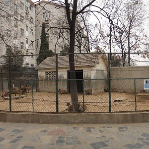 Himalayan tahr exhibit