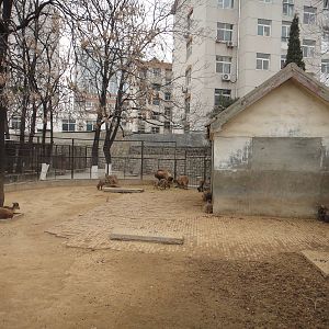 Himalayan tahr exhibit