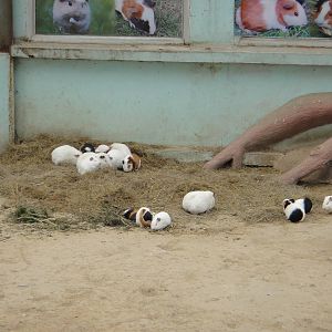 Guinea pigs (Cavia porcellus)