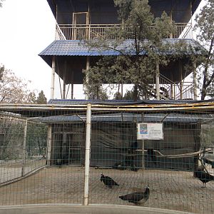 Blue peafowl tower
