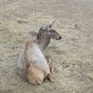 Manchurian Wapiti (Cervus elaphus xanthopygus)