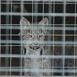 Canadian Lynx