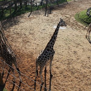 Giraffe enclosure