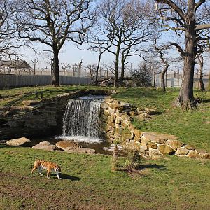 Tiger enclosure